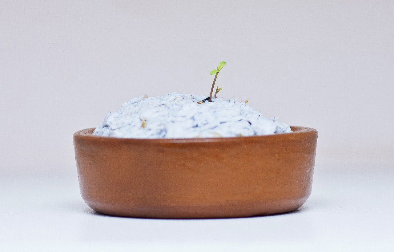 Germinação Papel Semente