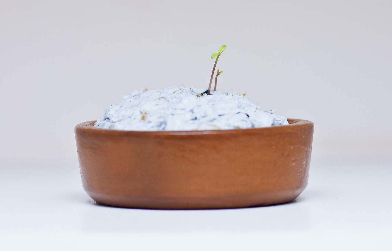 Germinação Papel Semente