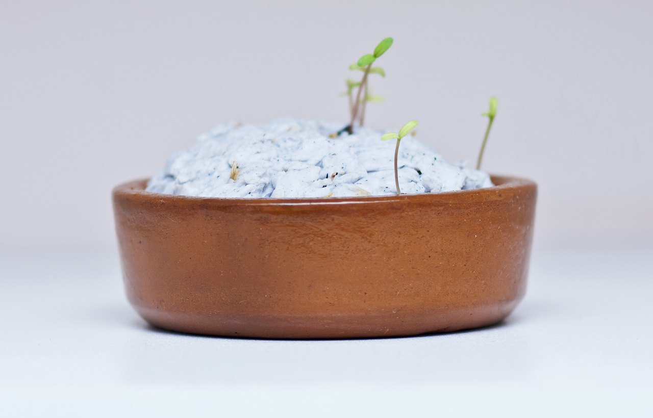 Germinação Papel Semente