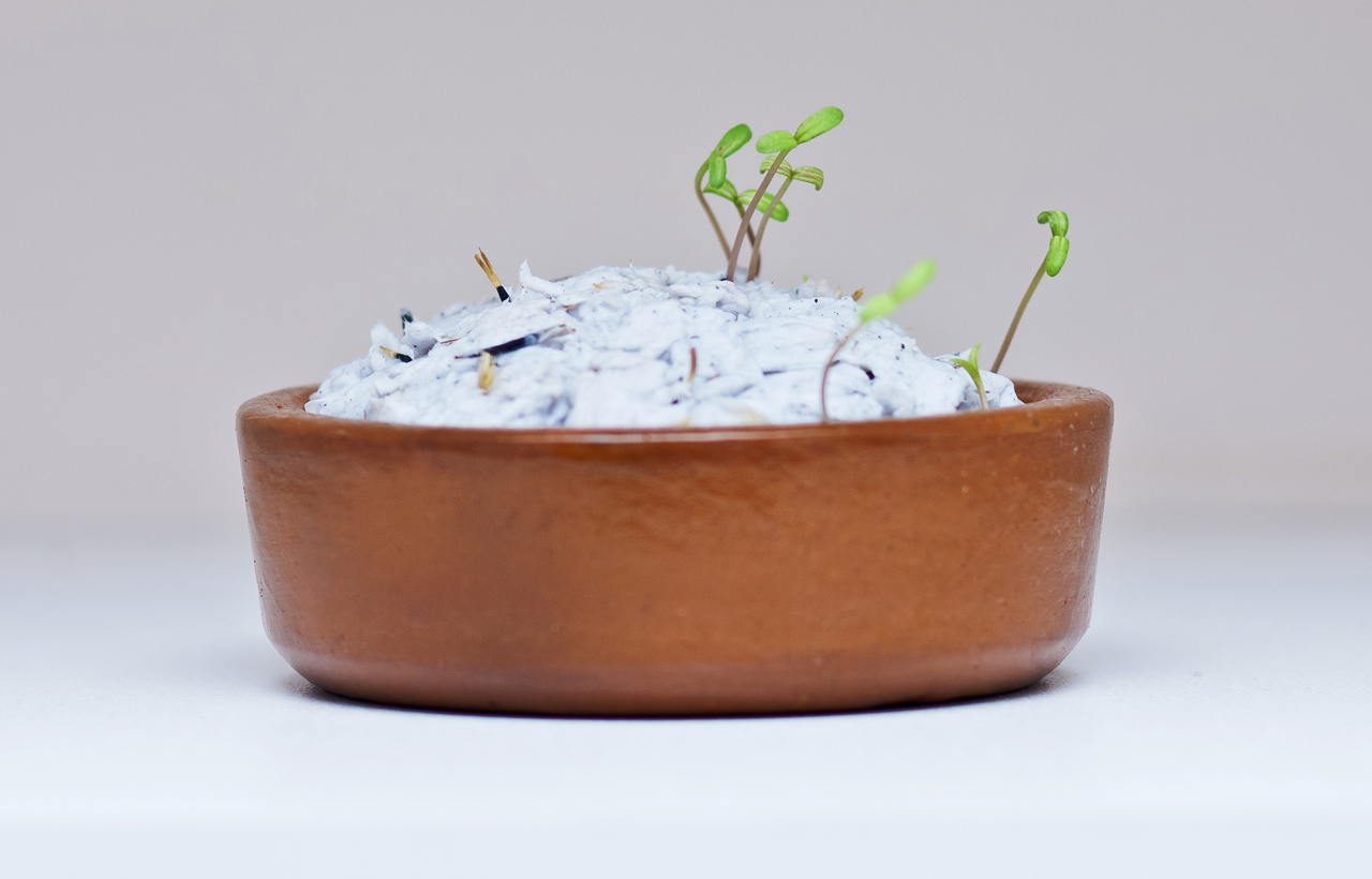 Germinação Papel Semente