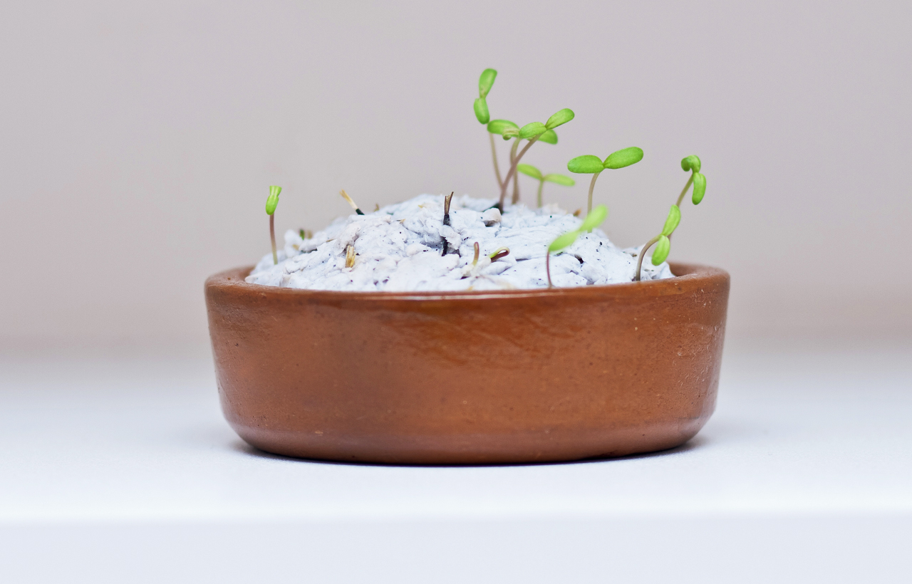 Germinação Papel Semente