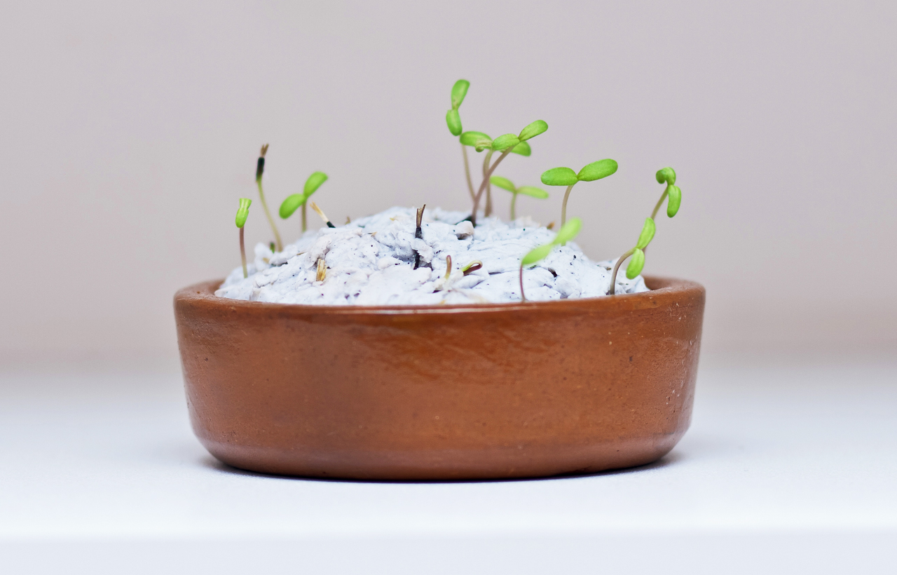 Germinação Papel Semente