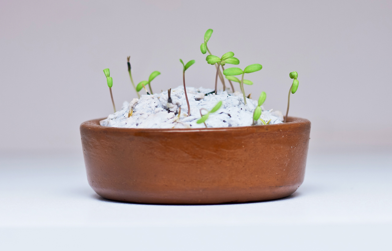 Germinação Papel Semente