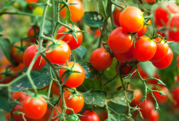 como plantar tomate cereja | Papel Semente